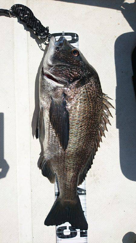 太刀魚ジギング&キャスティング