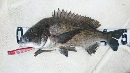 紀ノ川ボートゲーム