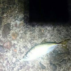 今日もひっそりとアジング