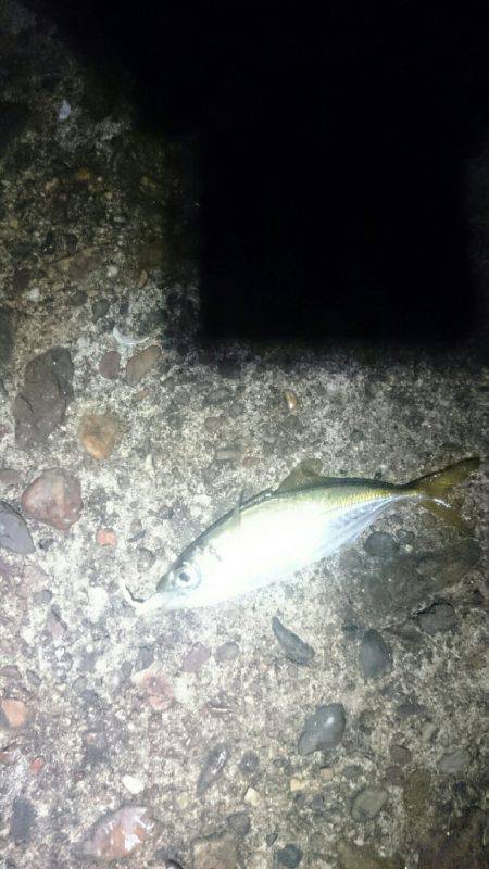 今日もひっそりとアジング