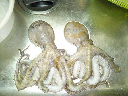 タコ大きくなってきてます。