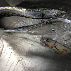 ケンサキと太刀魚