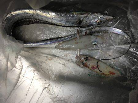 ケンサキと太刀魚