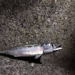 大蔵海岸で大サバ狙い！！