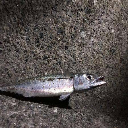 大蔵海岸で大サバ狙い！！