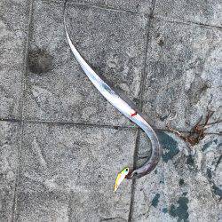 シーバスの予定が…