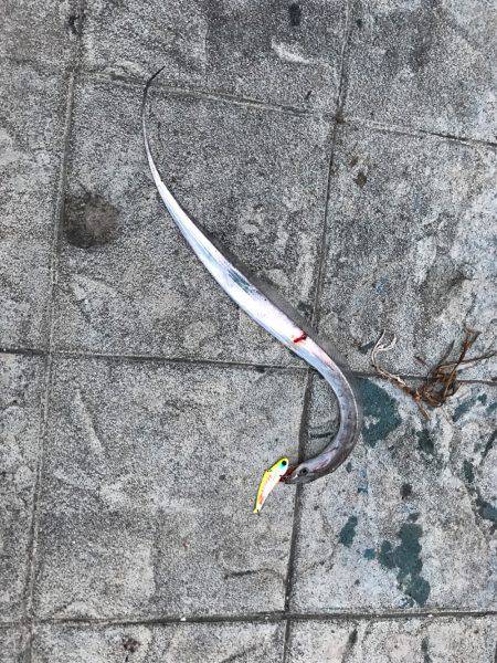 シーバスの予定が…