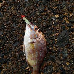 ミップル様周辺で釣りをする(笑)。