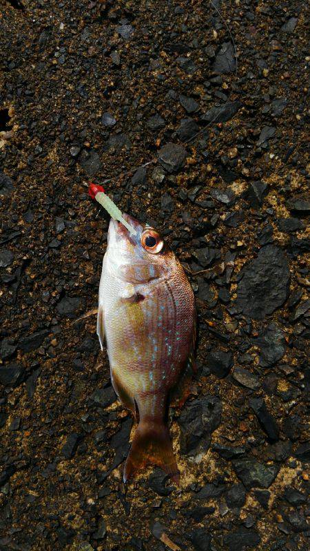 ミップル様周辺で釣りをする(笑)。