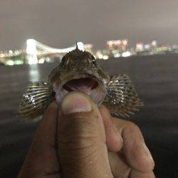 クロダイ、セイゴ、カサゴ！