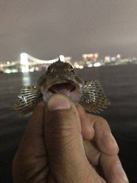 クロダイ、セイゴ、カサゴ！