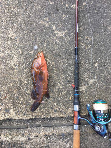 いろんな小魚釣れました