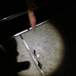 明石港近辺ケンサキ調査ᔦ˙灬˙ᔨ