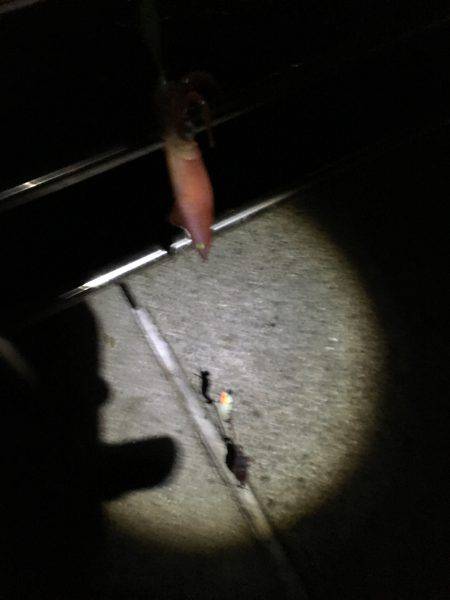 明石港近辺ケンサキ調査ᔦ˙灬˙ᔨ