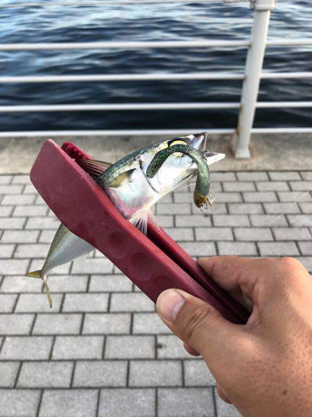 ナイト&デイ フルコース笑