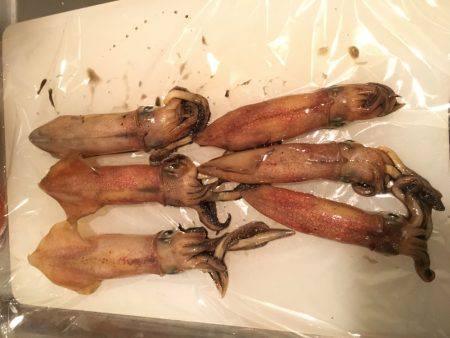 明石港でケンサキエギングᔦ˙灬˙ᔨ