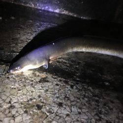 二度見‼︎なぜなんだ‼︎南港でうなぎ‼︎