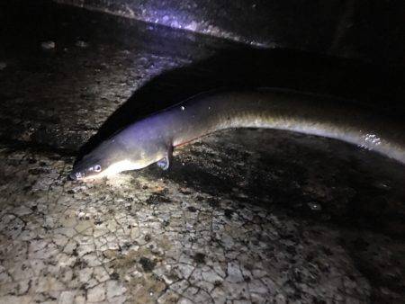 二度見‼︎なぜなんだ‼︎南港でうなぎ‼︎