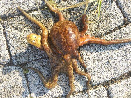 ファミリーオクトパッシング