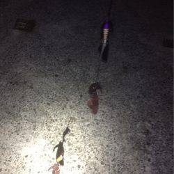 初めてのイカ釣り！