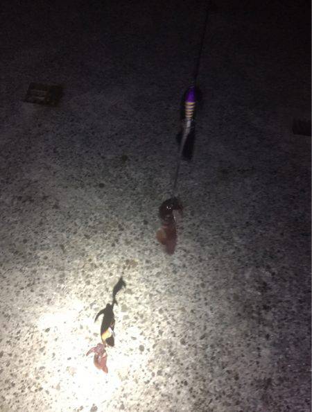 初めてのイカ釣り！