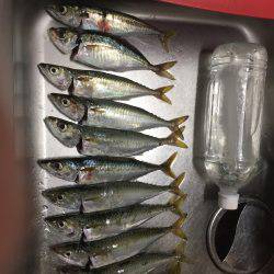 中サバも楽しい♪