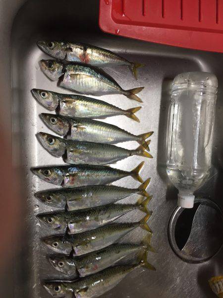 中サバも楽しい♪