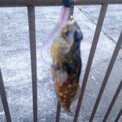 休暇明けアジング