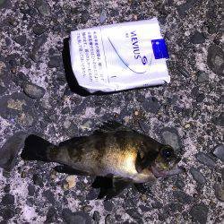 メバル釣れた！