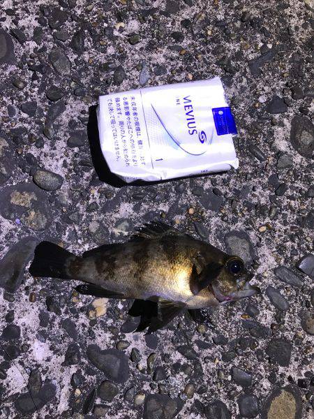 メバル釣れた！