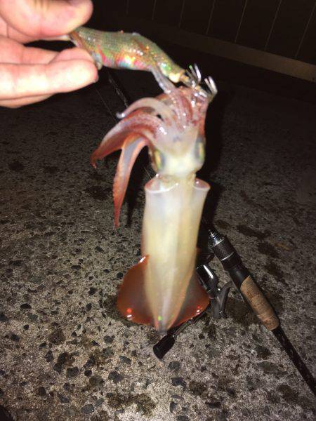 ライトエギング