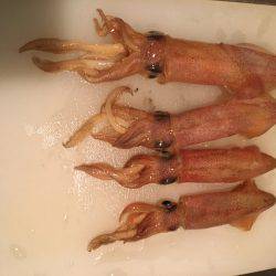 アジュール舞子でケンサキエギング