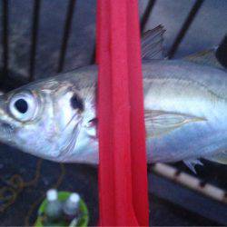 雨ニモマケズ風ニモマケズ