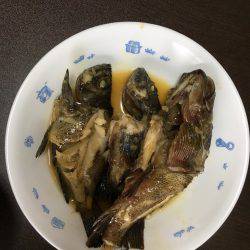 台風後のガシラ