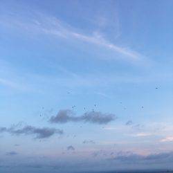 台風一過のシイラ晴れ