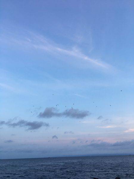 台風一過のシイラ晴れ