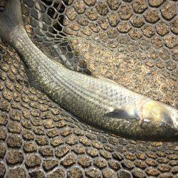 淀川ボラゲー？