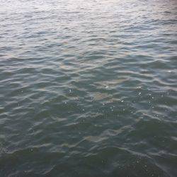 台風後のシーバス