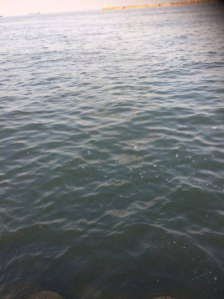 台風後のシーバス