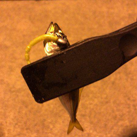 ジグサビキとジグ単ワームでアジング