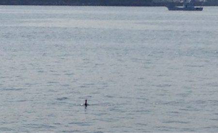 なんとか一杯…