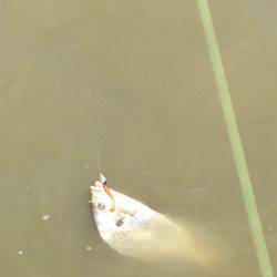 キビレは釣れる