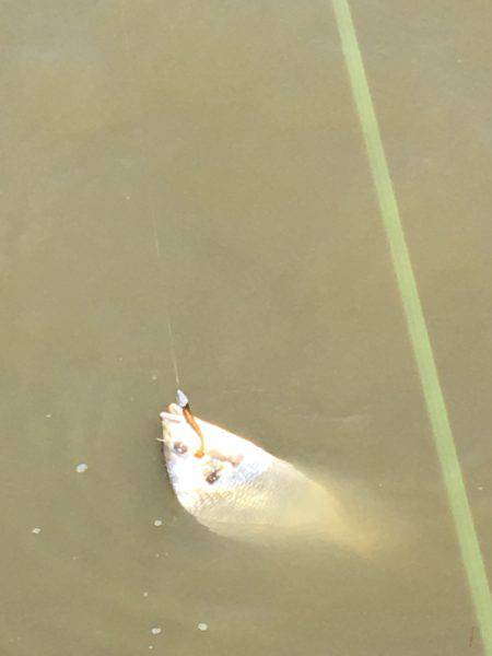 キビレは釣れる