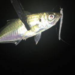 台風後アジング調査