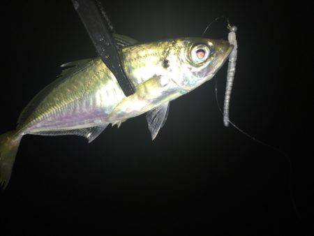 台風後アジング調査