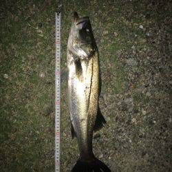 安定のコアマン