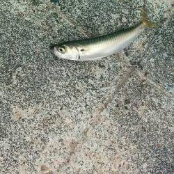 ポートアイランドでシーバスヒット