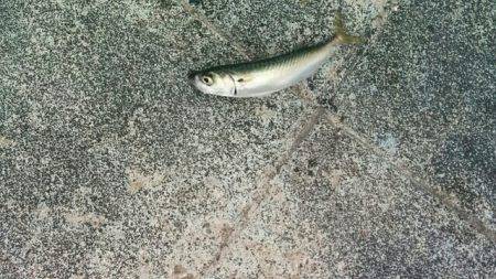 ポートアイランドでシーバスヒット