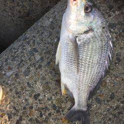 シーバスのはずが(T . T)