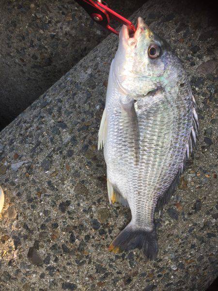 シーバスのはずが(T . T)